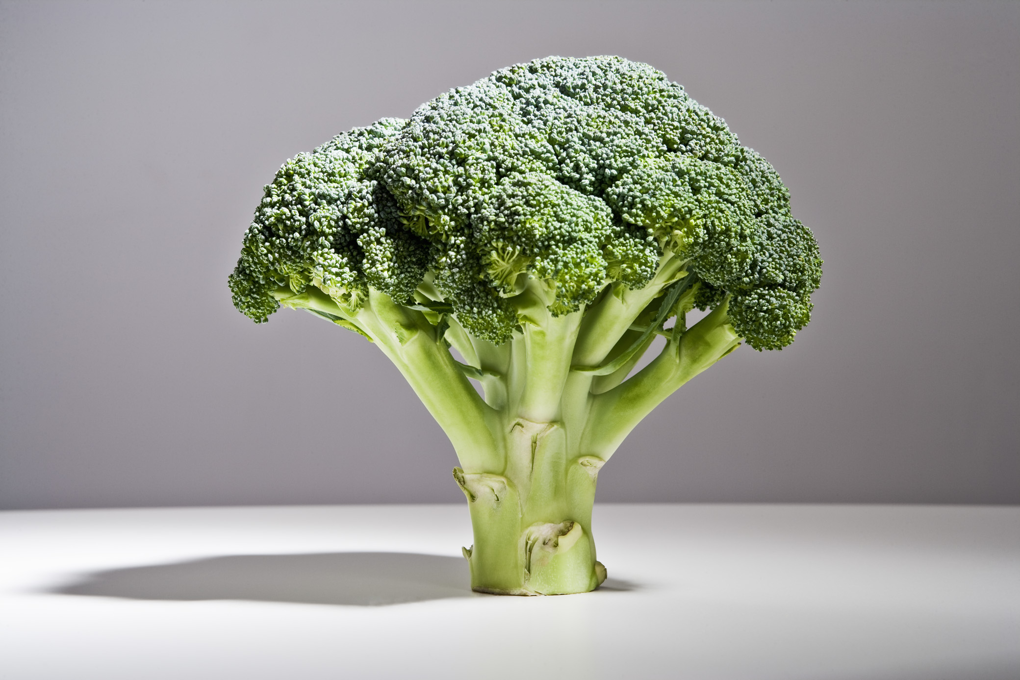 Food photographer - still life image of a florette of broccoli 