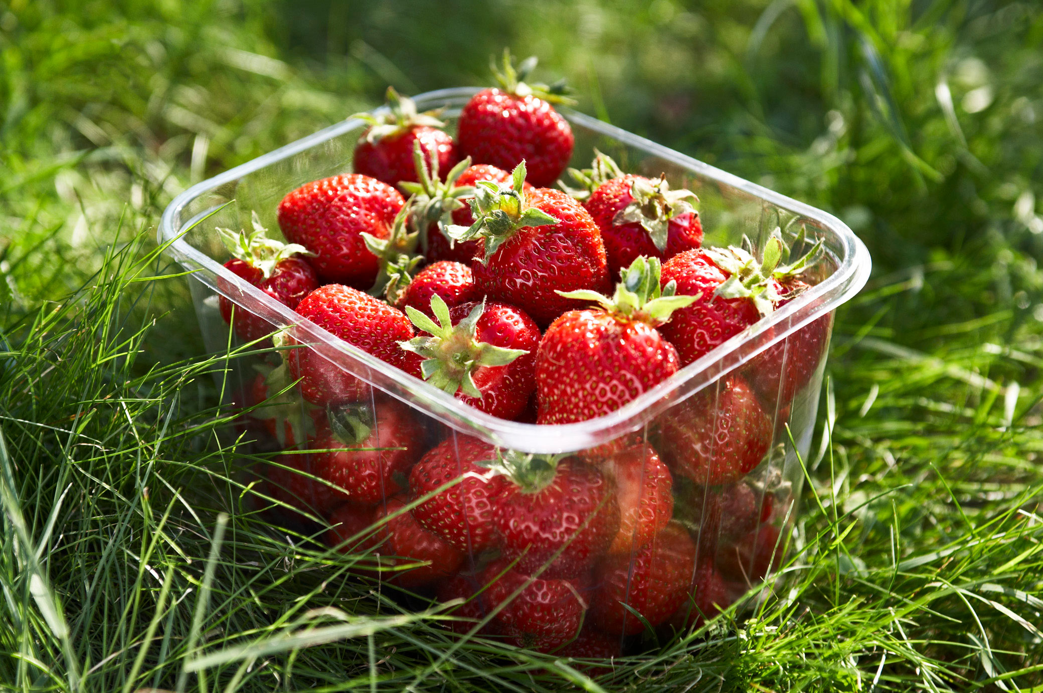 Food photographer surrey uk - a punnet of strawberries in long green grass.  Photographed for marketing.  Sussex, UK
